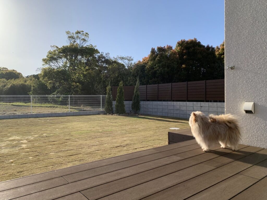 ウッドデッキから芝生を眺める犬の後ろ姿と広がる自然
