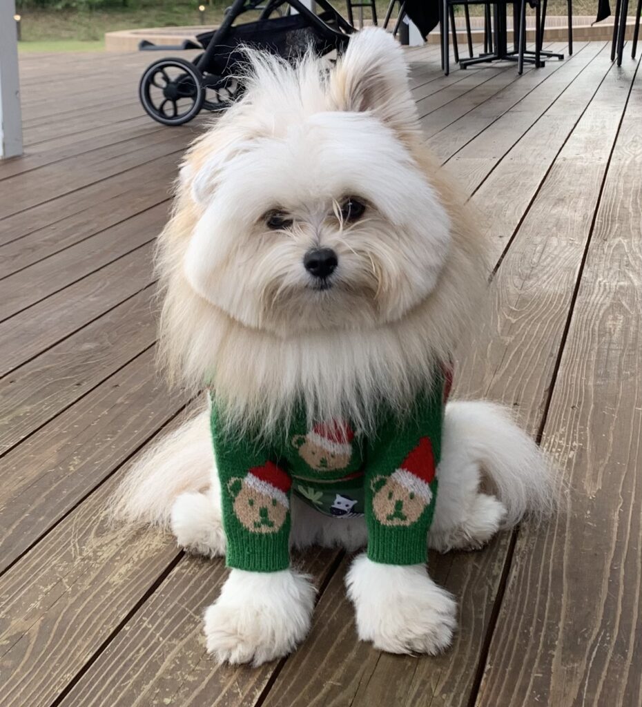 リボンくんの耳