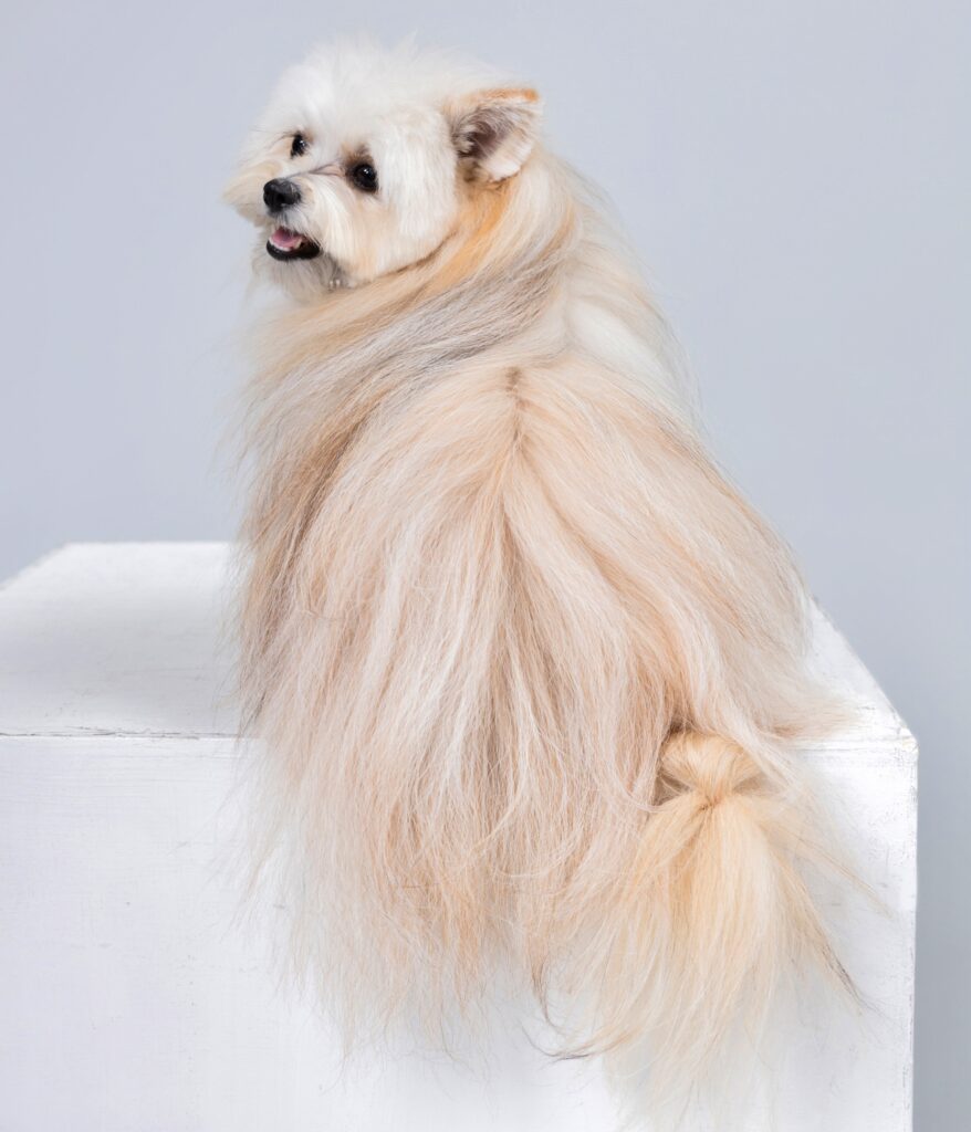 リボンくんの後ろ姿