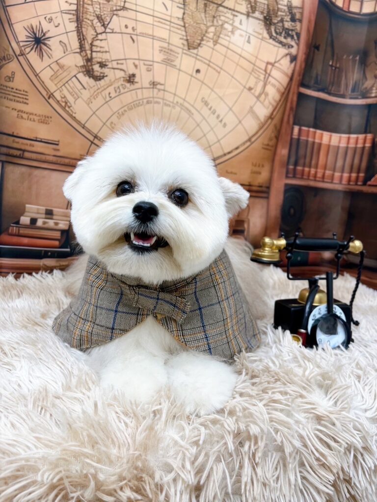 【リボンくん】トリミング