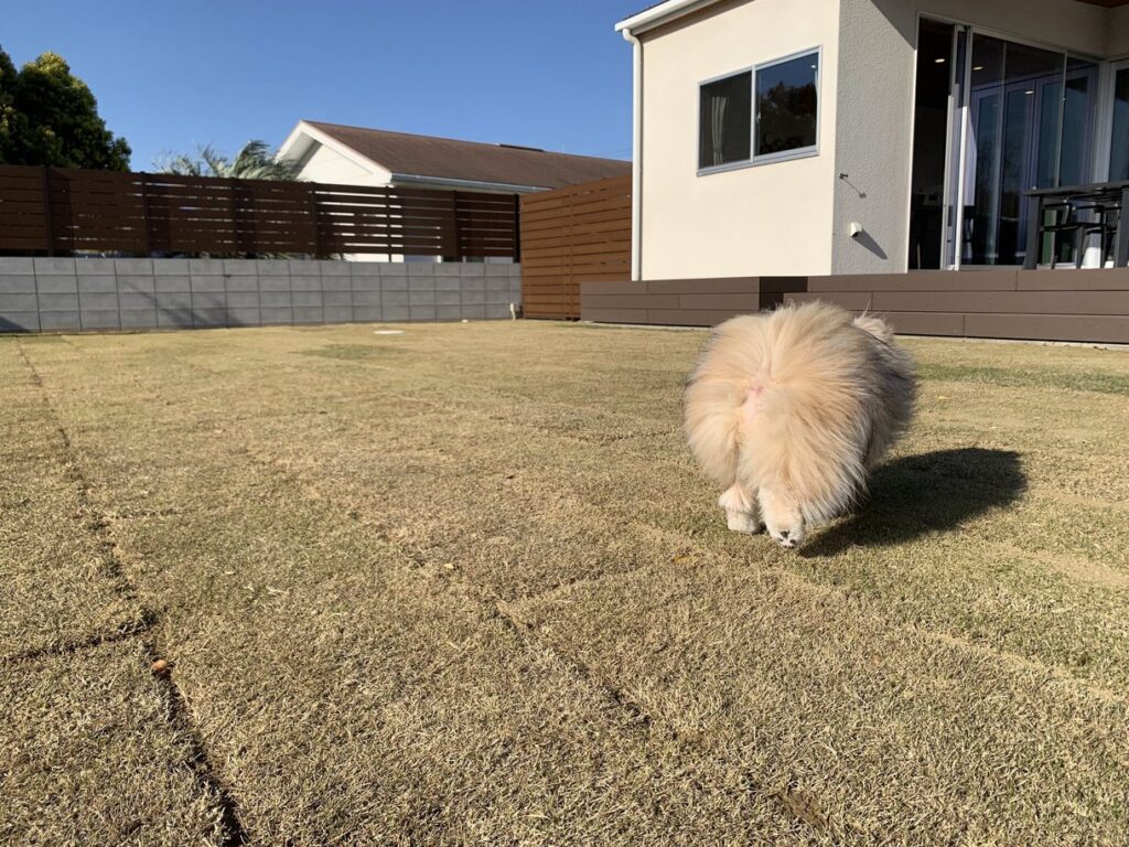 広々とした芝生を散策するマルポメ