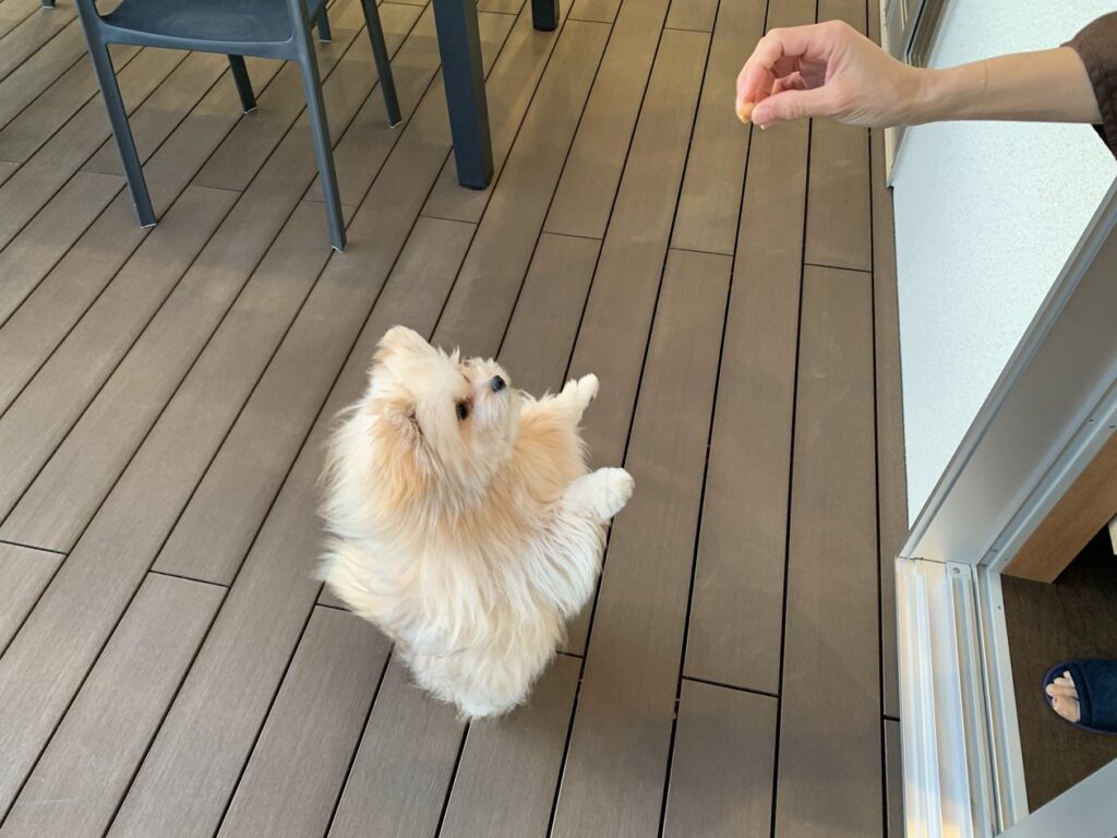 ウッドデッキでおやつをねだるマルポメ