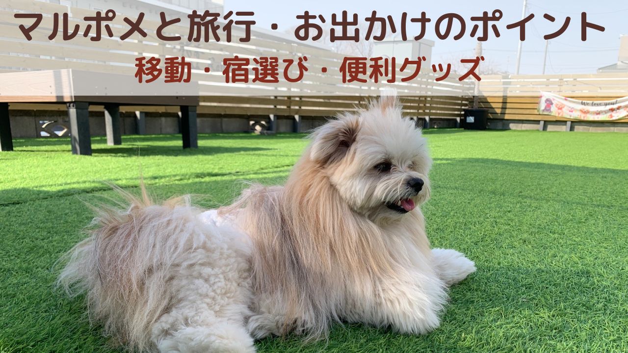 「マルポメと旅行・お出かけのポイント｜移動・宿選び・便利グッズ」