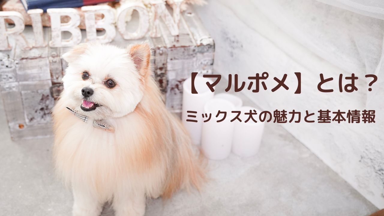 マルポメ（ポメマル）とは？ミックス犬の魅力と基本情報【初心者向け入門ガイド】マルポメのリボンくん
