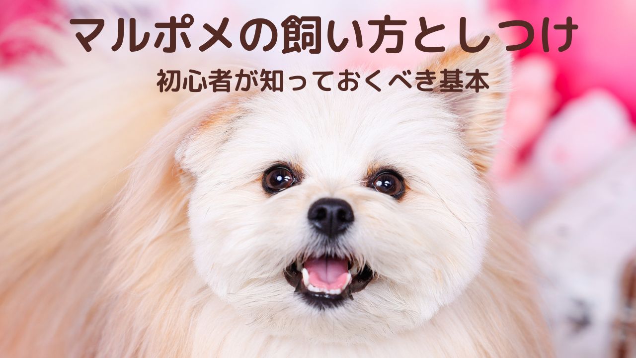 マルポメの飼い方としつけ：初心者が知っておくべき基本