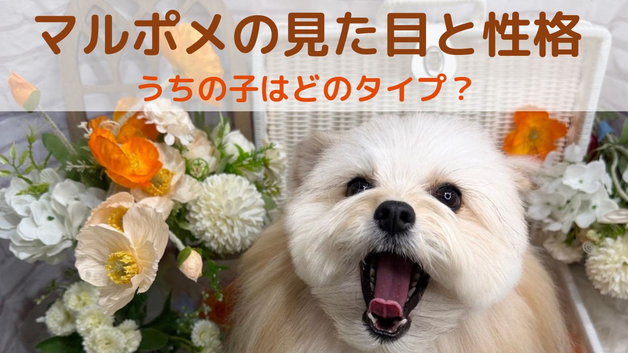 マルポメの見た目と性格：うちの子はどのタイプ？