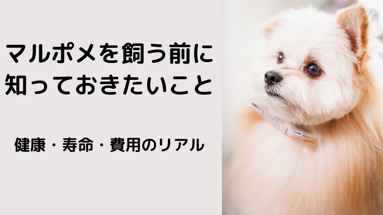 マルポメを飼う前に知っておきたいこと：健康・寿命・費用のリアル