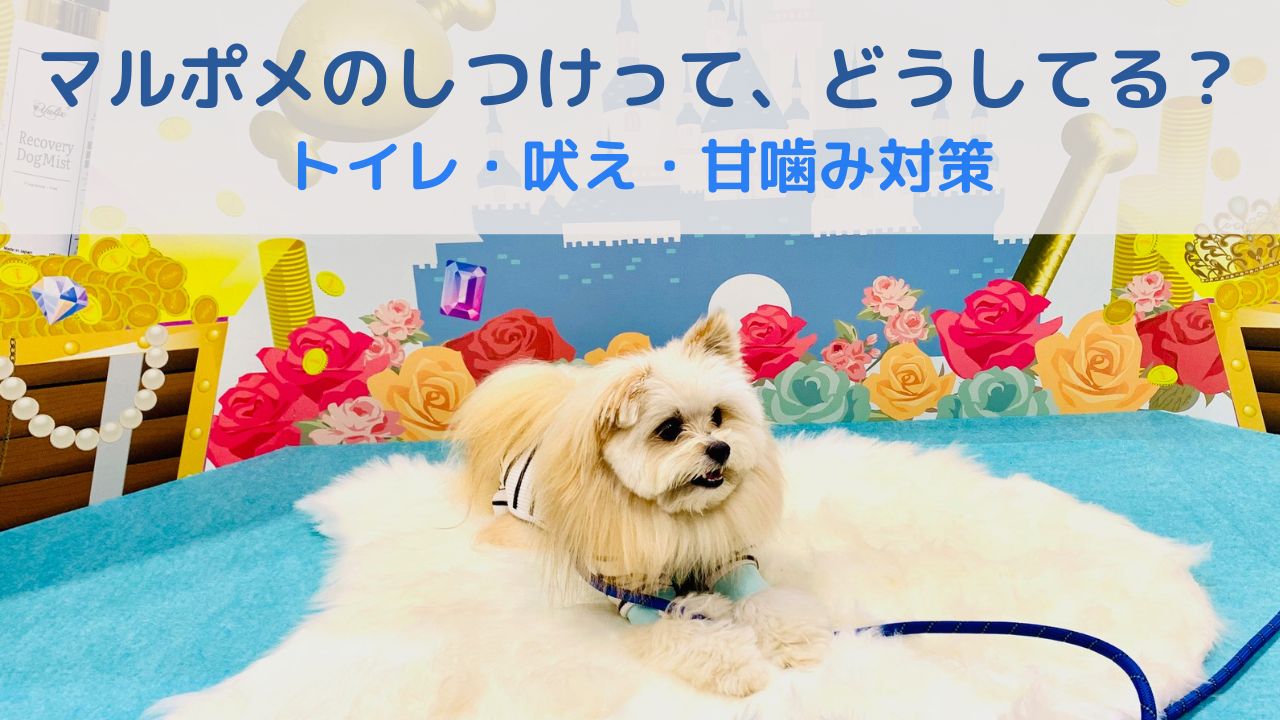 マルポメのしつけってどうしてる？トイレ・吠え・甘噛み対策