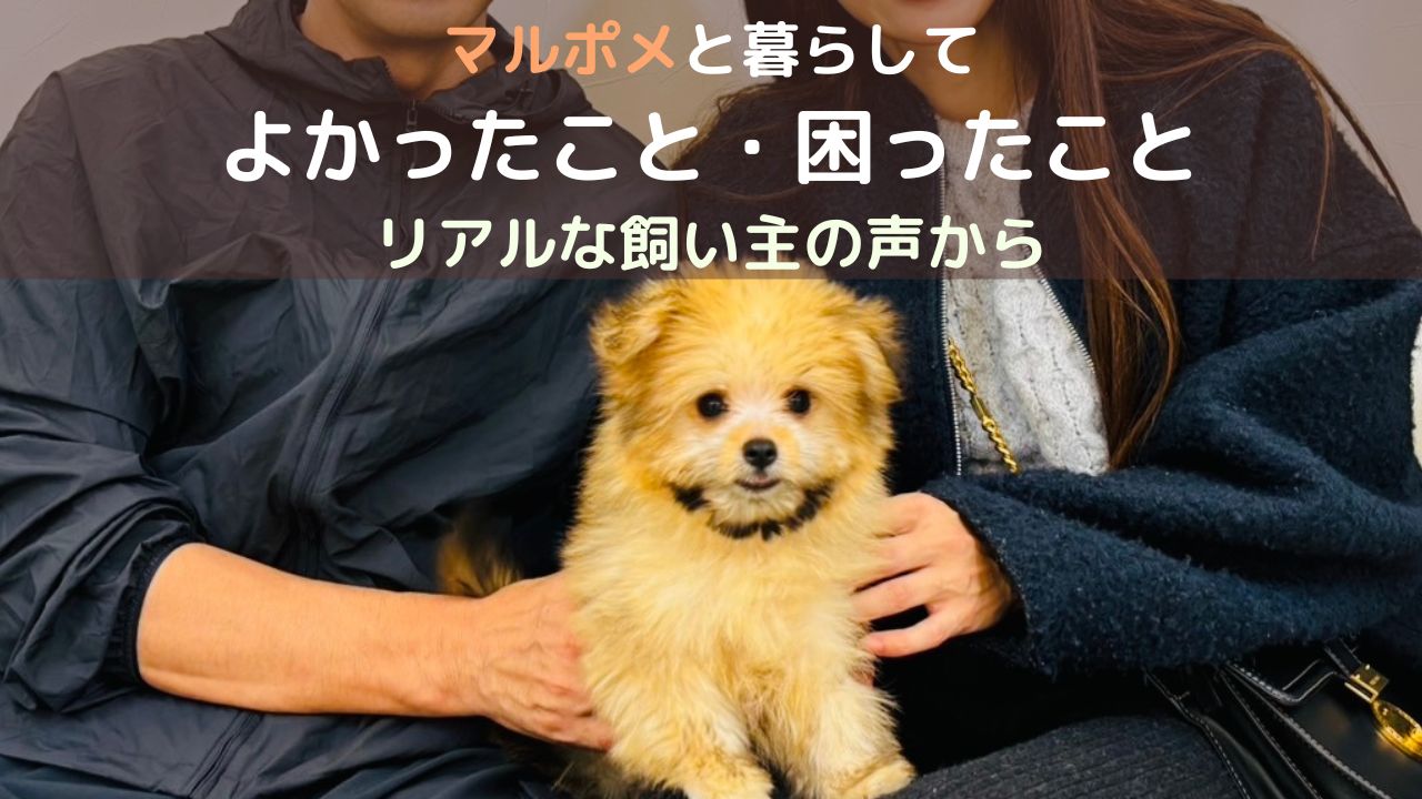 マルポメと暮らしてよかったこと・困ったこと｜リアルな飼い主の声から