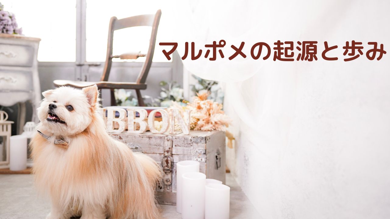 マルポメの起源と歩み　マルポメの【リボンくん】
