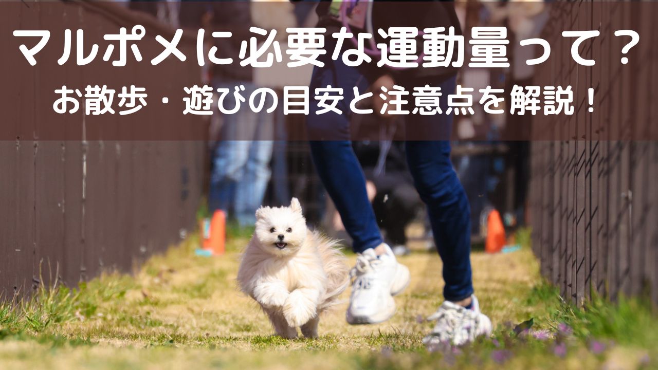 マルポメに必要な運動量って？お散歩・遊びの目安と注意点を解説！
