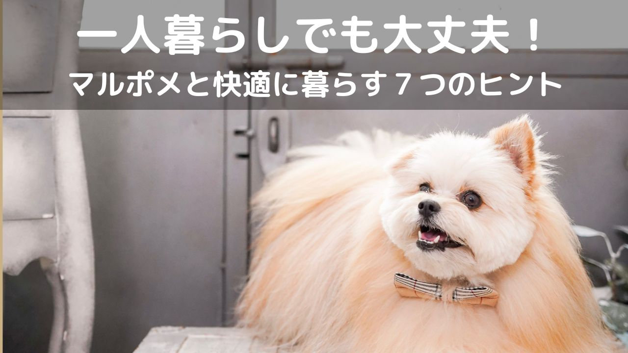 一人暮らしでも大丈夫！マルポメと快適に暮らす７つのヒント