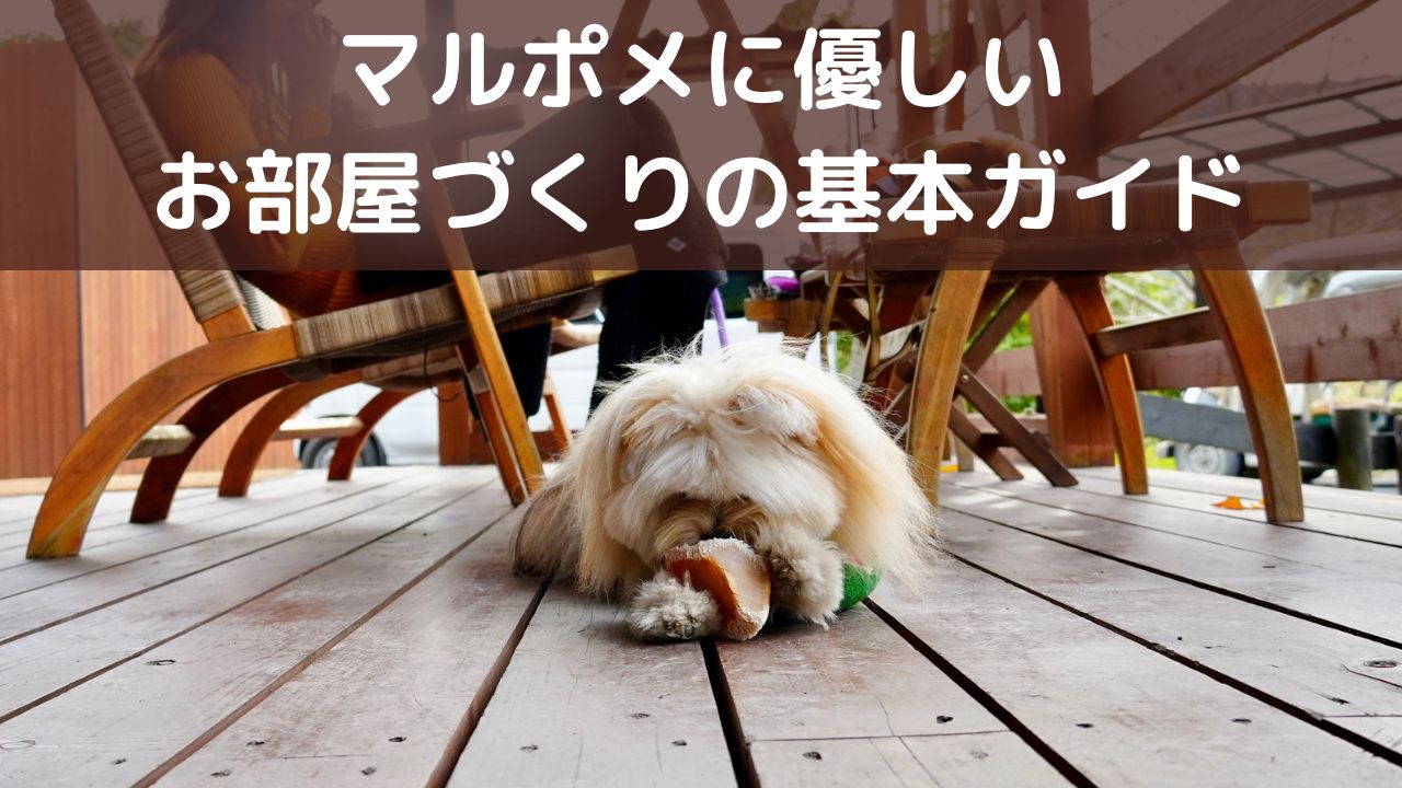 マルポメに優しいお部屋づくりの基本ガイド