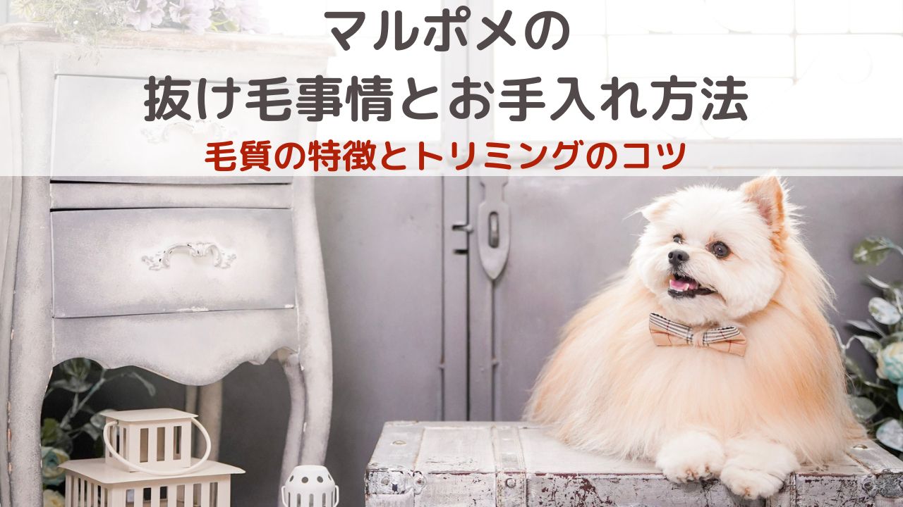 マルポメの抜け毛事情とお手入れ方法｜毛質の特徴とトリミングのコツ