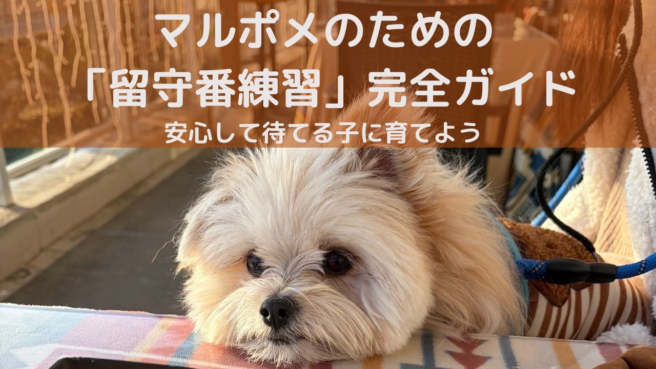 マルポメのための「留守番練習」完全ガイド｜安心して待てる子に育てよう