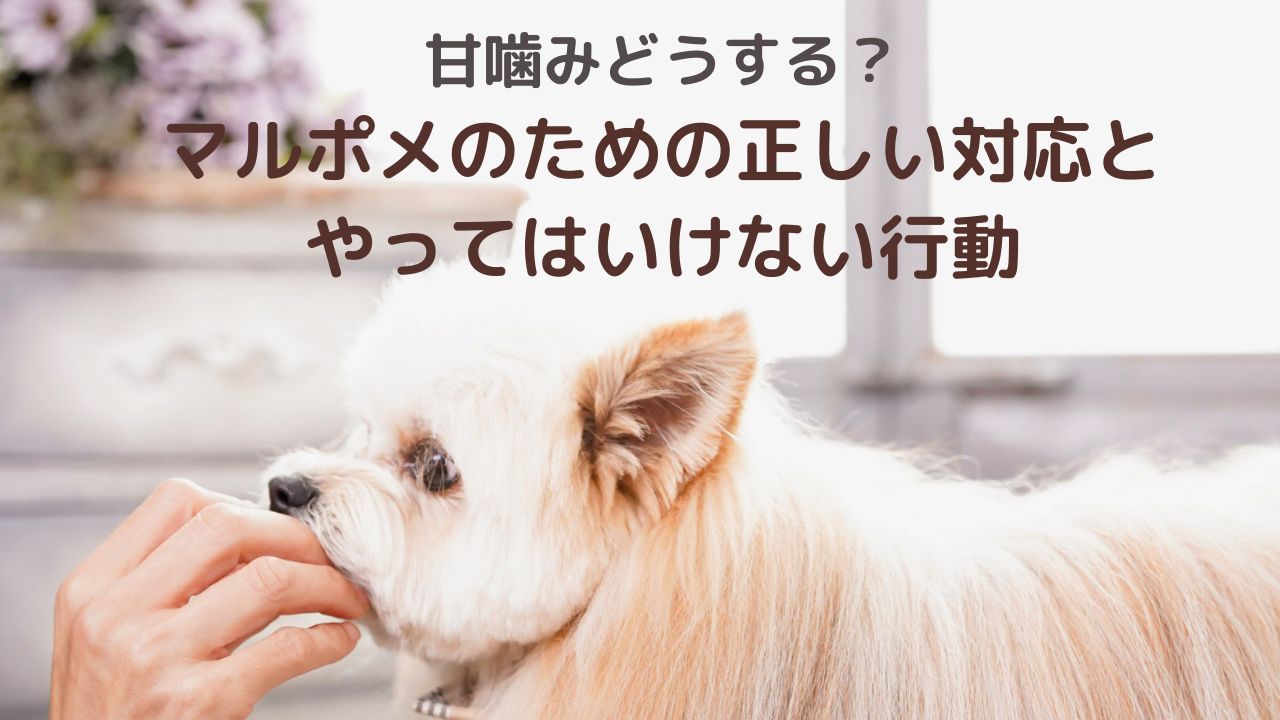 甘噛みどうする？マルポメのための正しい対応とやってはいけない行動