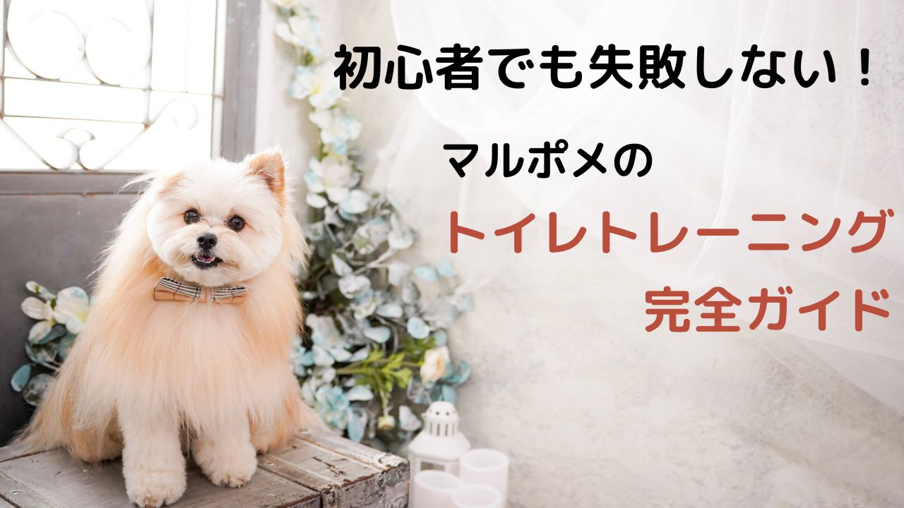 初心者でも失敗しない！マルポメのトイレトレーニング完全ガイド