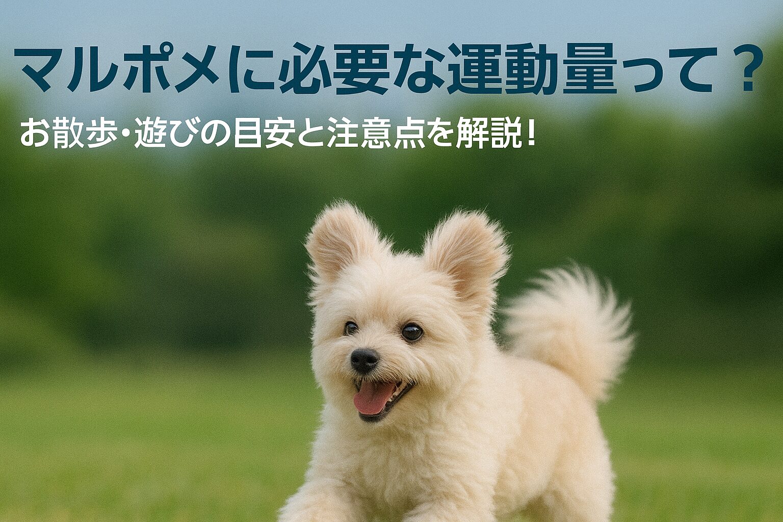 「マルポメに必要な運動量って？」