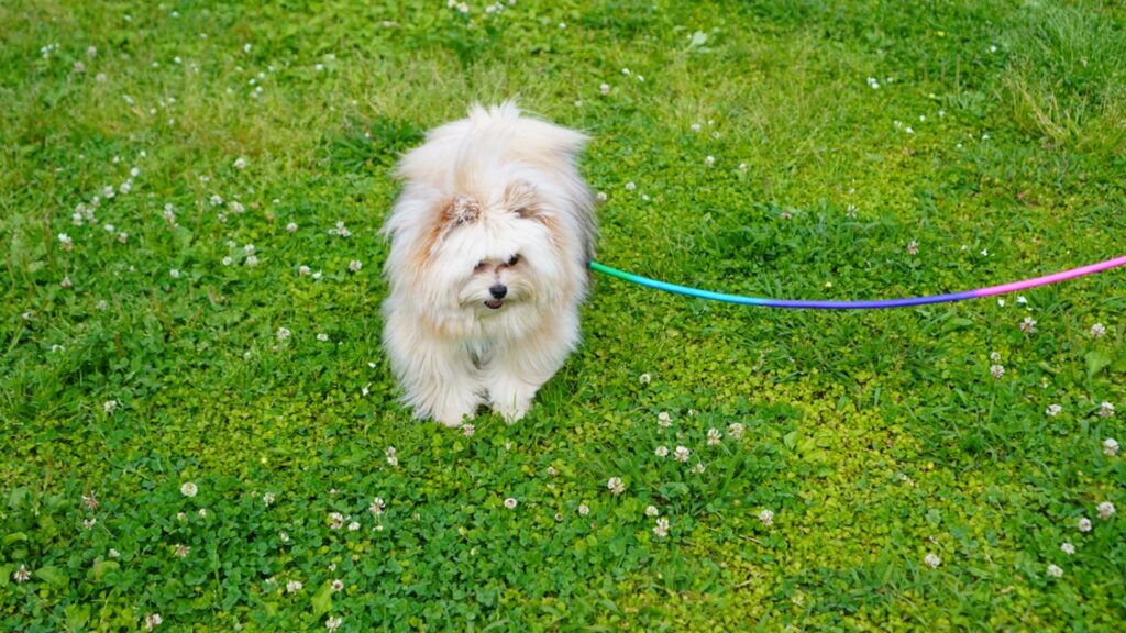 散歩中のリボンくん