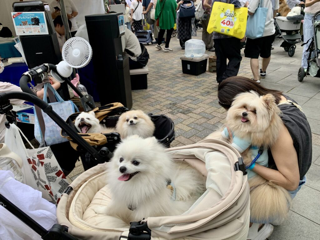 わんこフェスタ2025