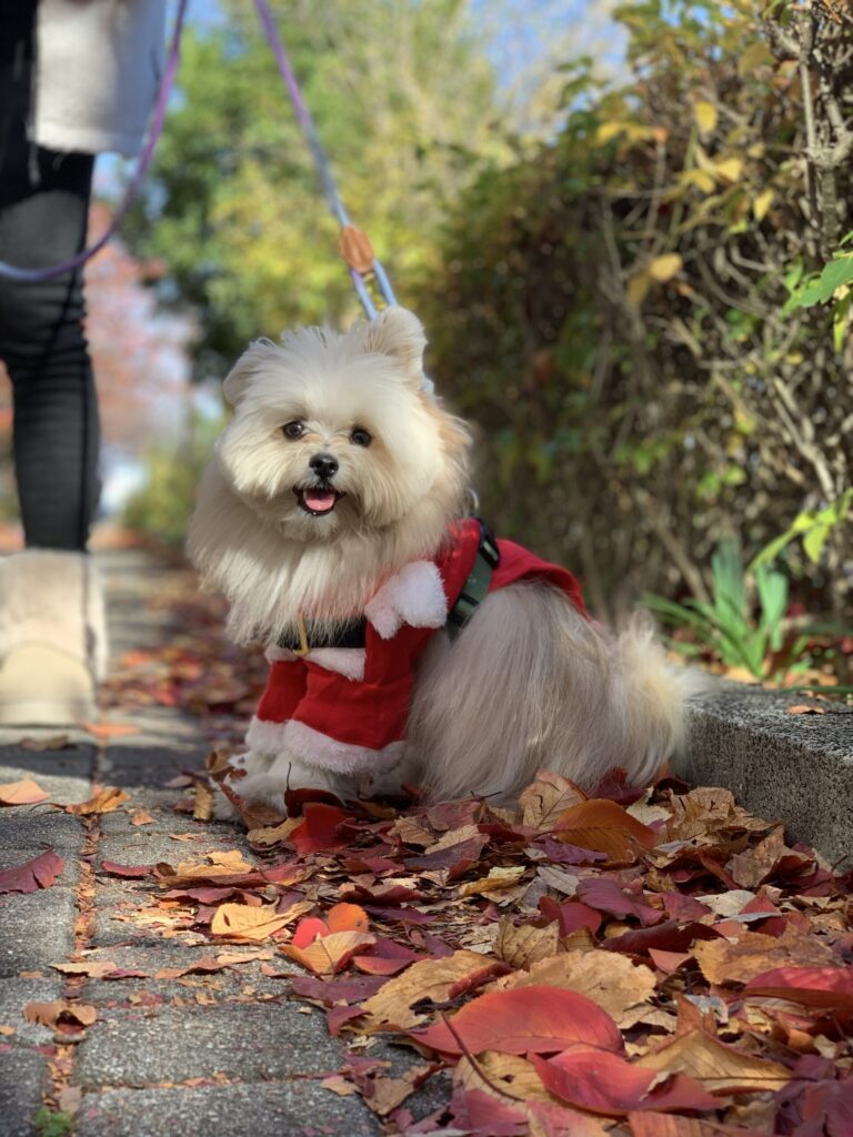 ご機嫌でお散歩中の【リボンくん】