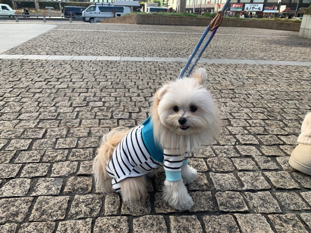 PUPPIAのハーネスをつけてお散歩中のマルポメ【リボンくん】