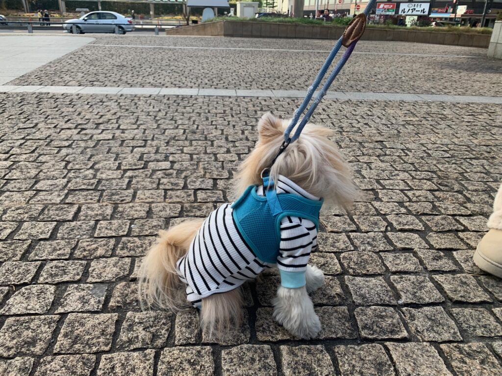 PUPPIAのハーネスをつけてお散歩中のマルポメ【リボンくん】