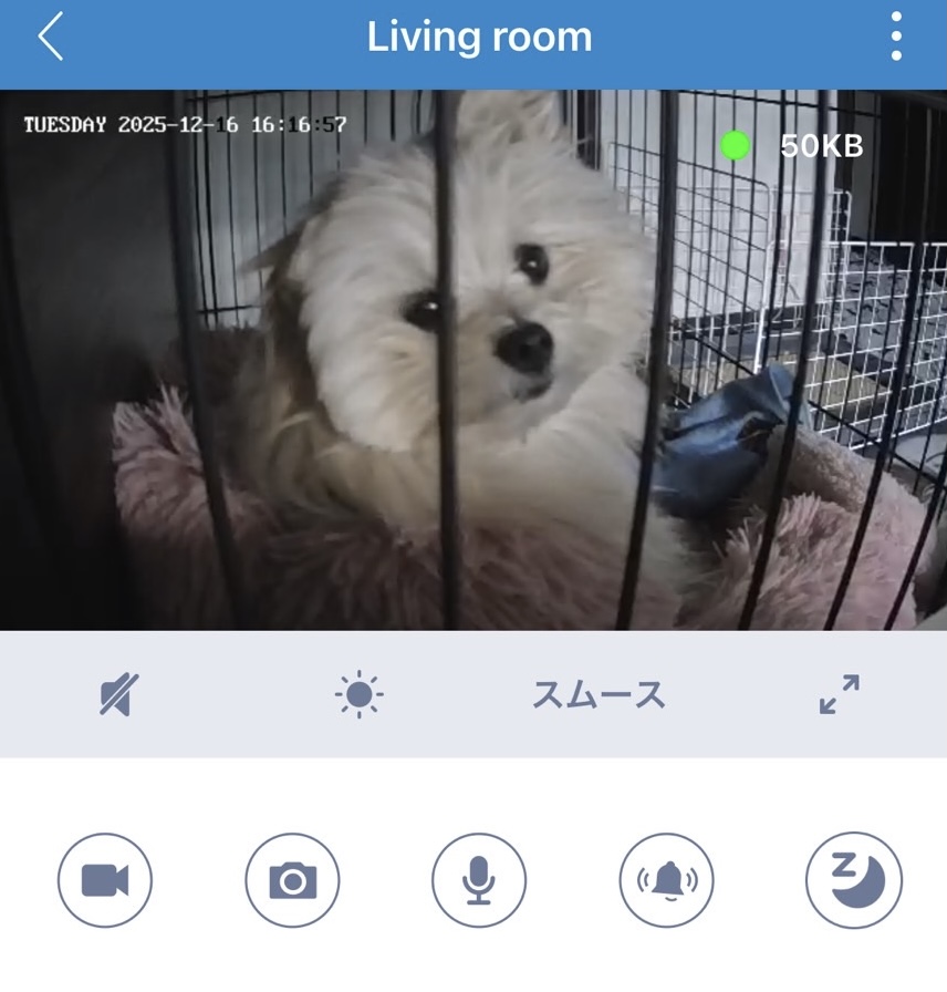 ペット見守りカメラに映る【リボンくん】