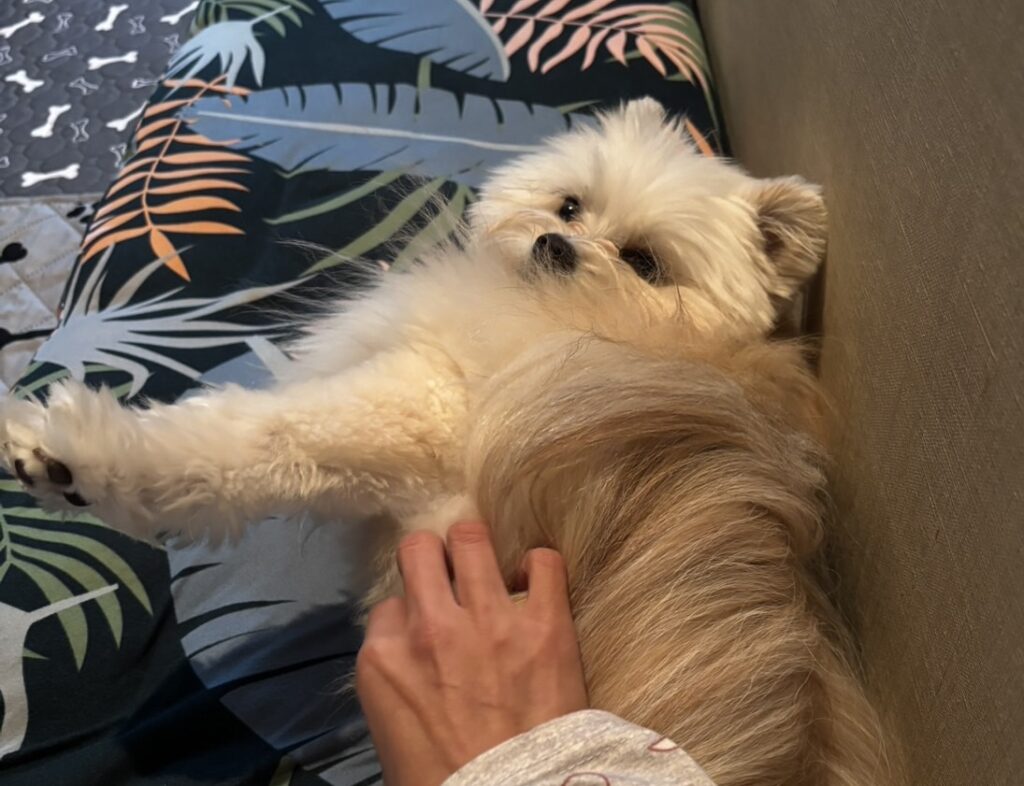 【リボンくん】お気に入りの座布団