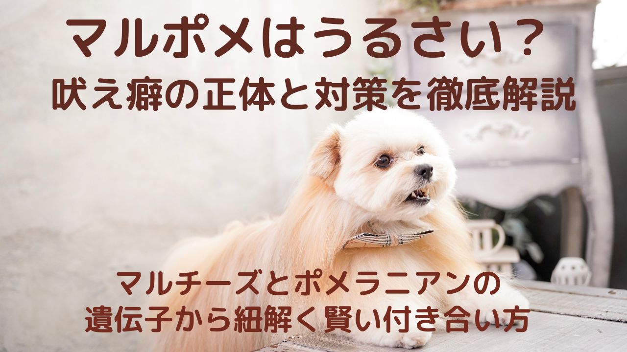 マルポメはうるさい？吠え癖の正体と対策を徹底解説｜マルチーズとポメラニアンの遺伝子から紐解く賢い付き合い方