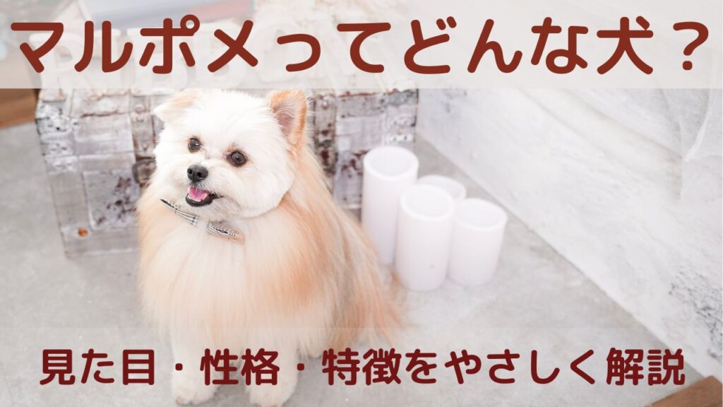マルポメってどんな犬？