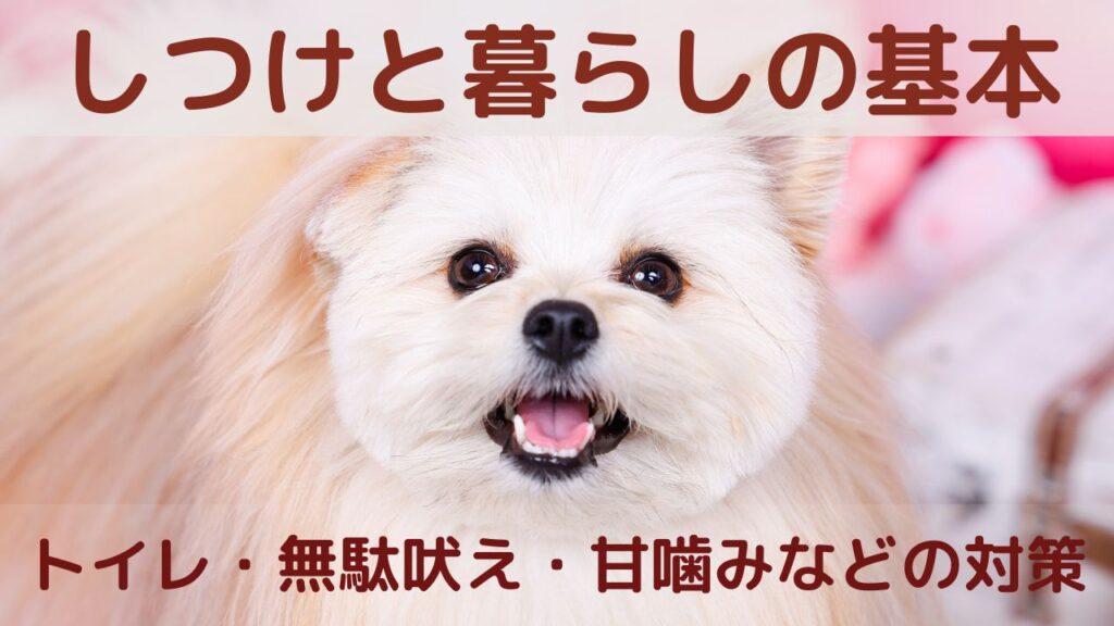 しつけと暮らしの基本