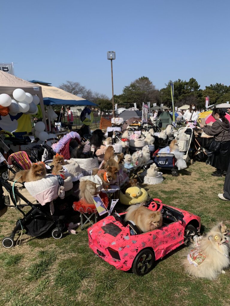 2026年3月、東京開催ポメラニアンフェスティバル