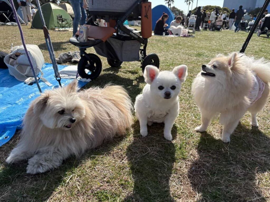 ポメラニアンのお友達と仲良しな【マルポメ】リボンくん
