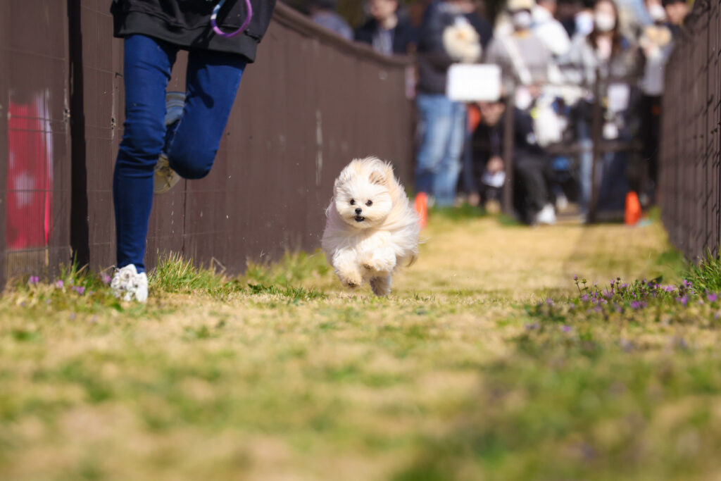 D１グランプリで走る【マルポメ】リボンくん