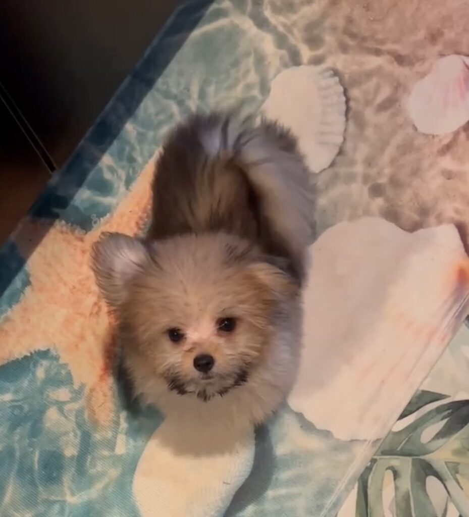赤ちゃんリボン