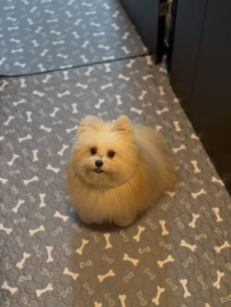 フローリングにカーペットを敷いて事故を防ぐ