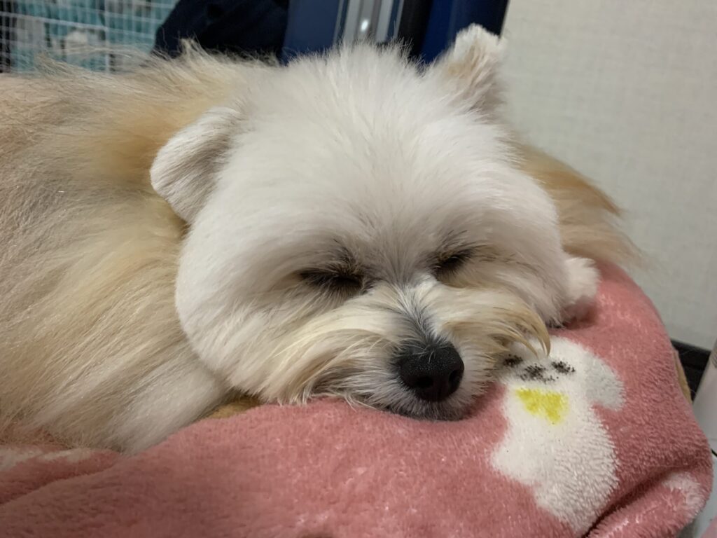 マルポメ【リボンくん】