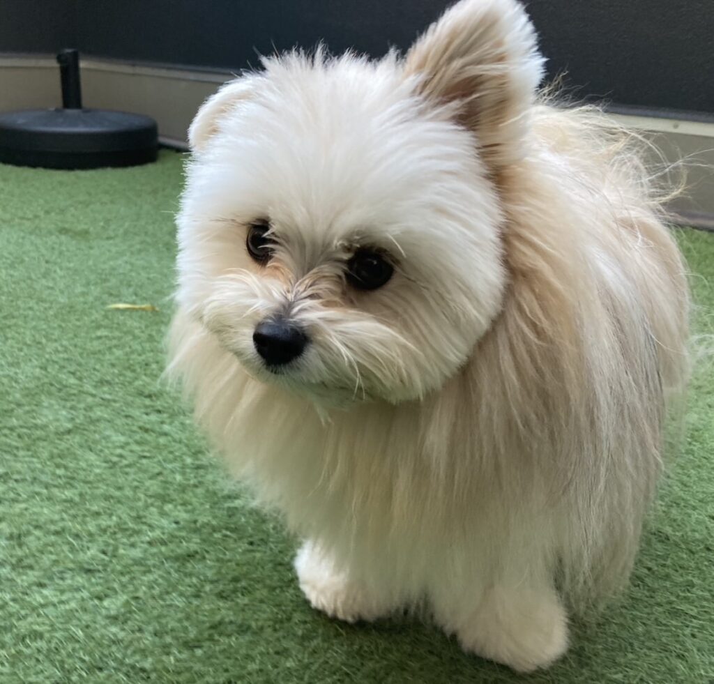 片耳が垂れているマルポメ【リボンくん】