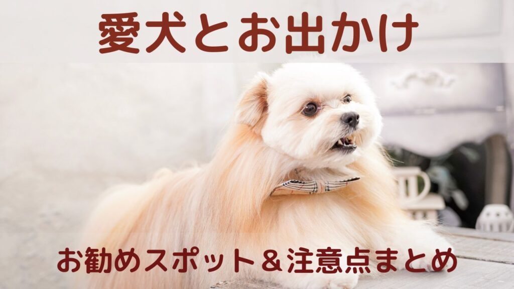 愛犬とお出かけ