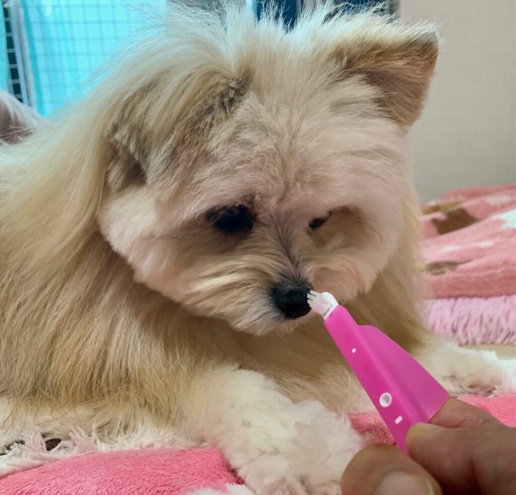 歯ブラシのにおいを嗅ぐマルポメ【リボンくん】