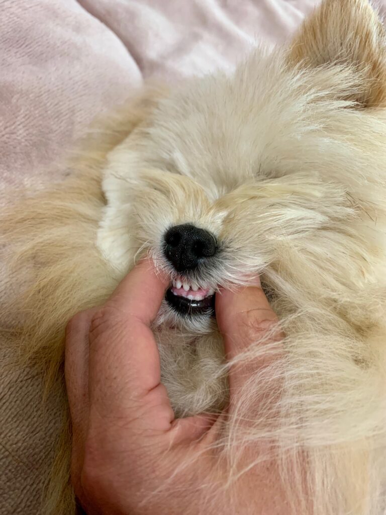 上顎の犬歯を触られるマルポメ【リボンくん】