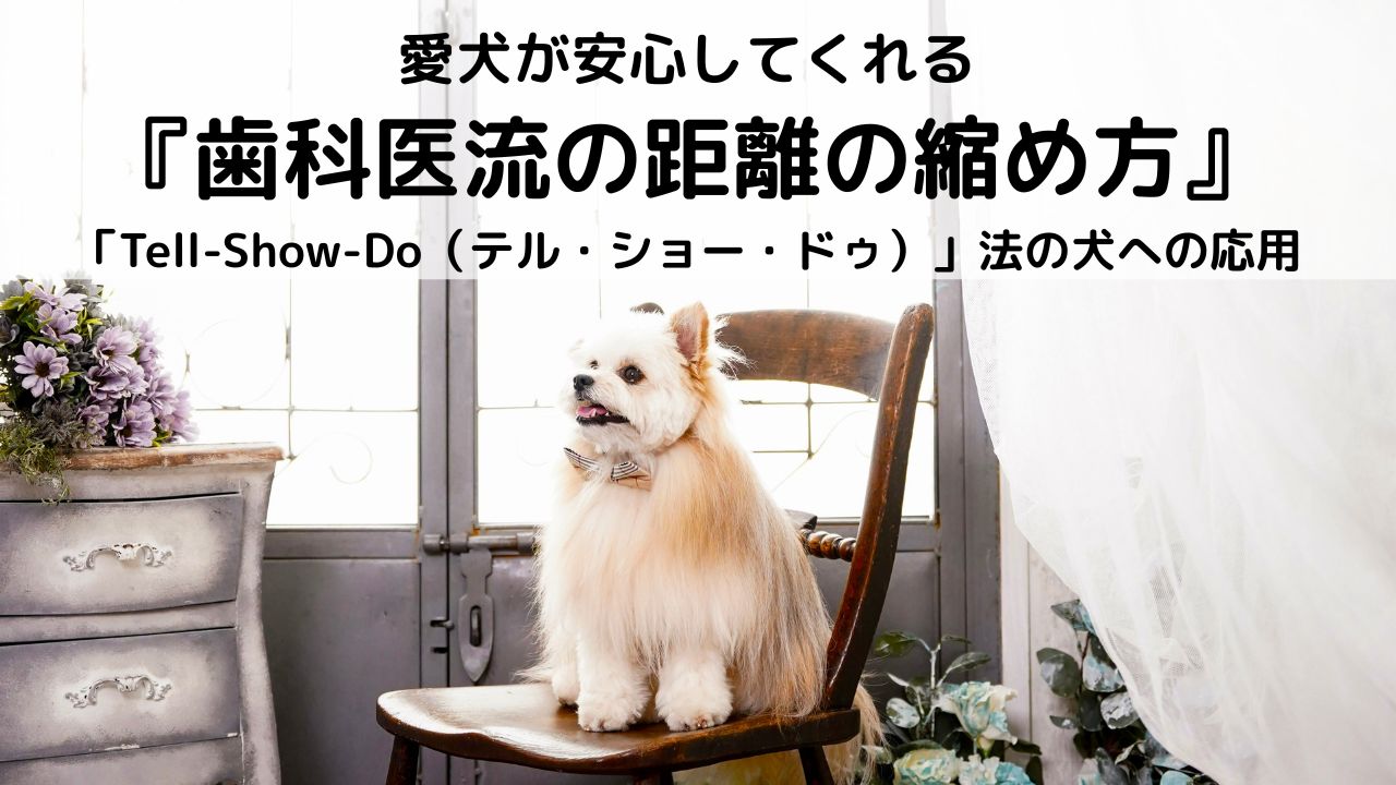 愛犬が安心してくれる 『歯科医流の距離の縮め方』 「Tell-Show-Do（テル・ショー・ドゥ）」法の犬への応用