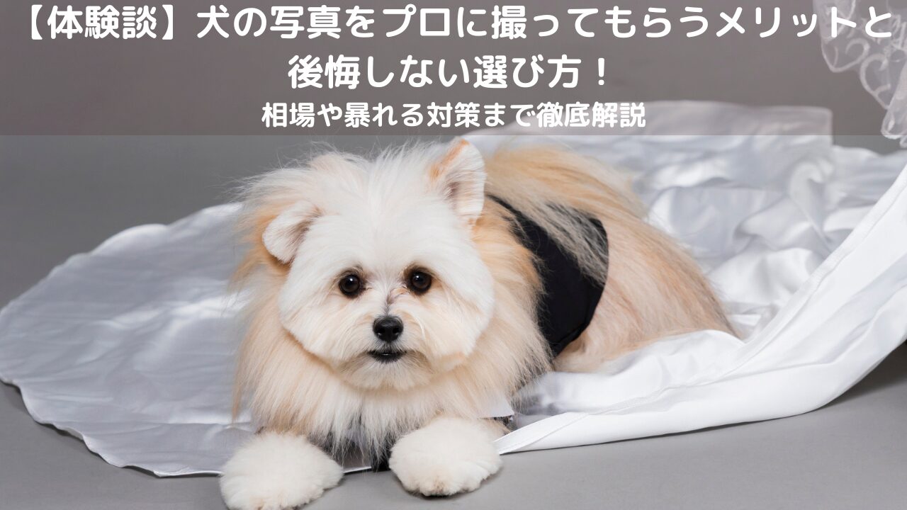 犬の写真をプロに撮ってもらうメリットと後悔しない選び方！相場や