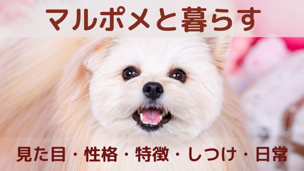 マルポメと暮らす