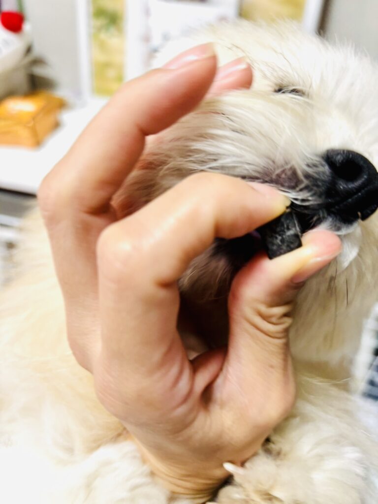 2粒目のわんにゃん元気ing(エゾ鹿ビッツ)に飛びかかるリボンくん