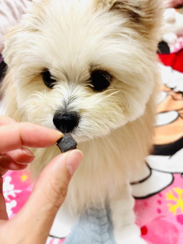 わんにゃん元気ing(エゾ鹿ビッツ)のにおいを嗅ぐリボンくん