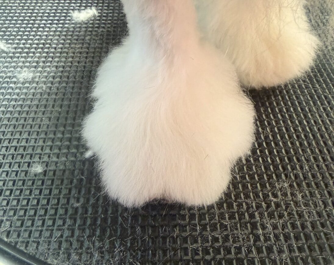 足の花びらカット