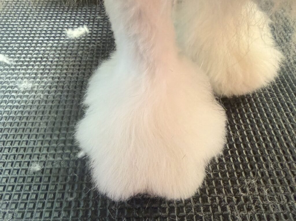 足のもみじカット